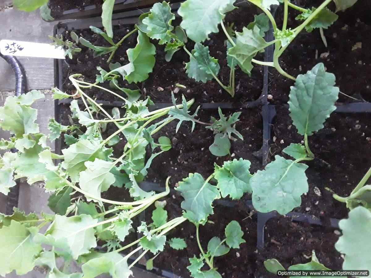 Alaska grown vegetable start, kale